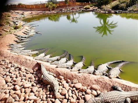 Excursion unique et enrichissante au Crocoparc d'Agadir